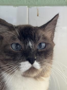 Bild von Elsa