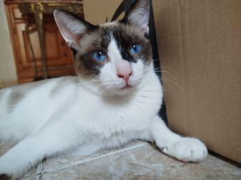 Merlin Bild von Merlin
