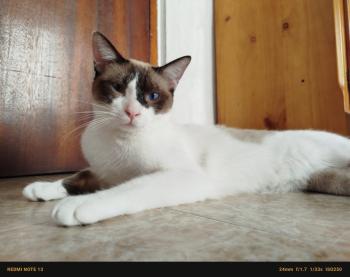 Merlin Bild von Merlin