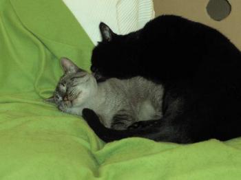 Cherry + Shalom Bild von Cherry