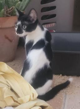 Bandit Bild von Bandit