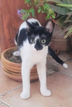 Bandit Bild von Bandit