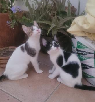 Bandit Bild von Bandit