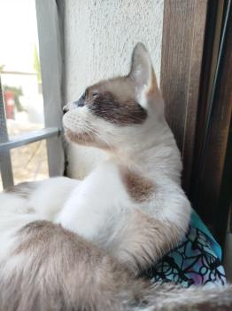 Ofelia Bild von Ofelia