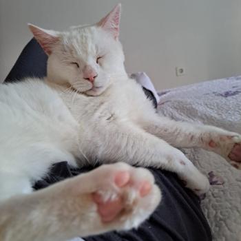 Yeti Bild von Yeti
