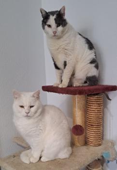 Yeti Bild von Yeti