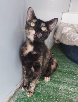 Romea Bild von Romea