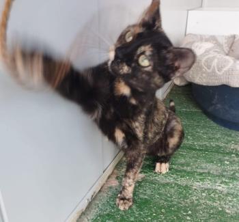 Romea Bild von Romea