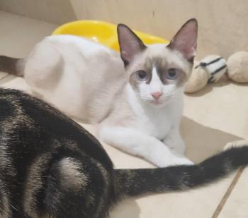 Shanti Bild von Shanti