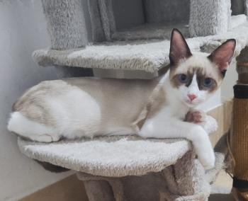 Shanti Bild von Shanti