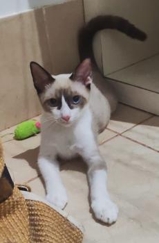 Shanti Bild von Shanti
