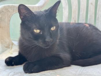 Nahla Bild von Nahla