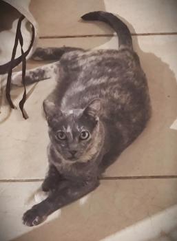 Tara Bild von Tara
