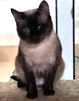 Silvana Bild von Silvana