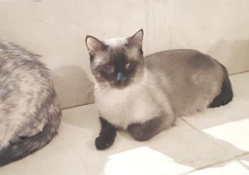 Silvana Bild von Silvana