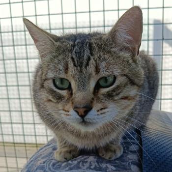 Blasete Bild von Blasete