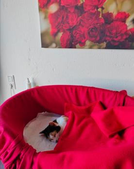 Picasa Bild von Picasa