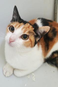 Lizzy Bild von Lizzy