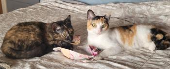 Lizzy Bild von Lizzy