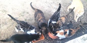 Lizzy Bild von Lizzy