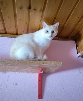 Snowi Bild von Snowi