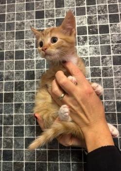 Oswald Bild von Oswald