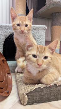 Oswald Bild von Oswald