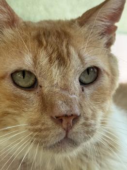 Bild von Tommy