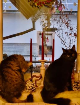 Yva Bild von Yva