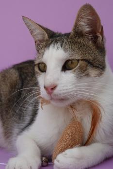 Bild von Duendecillo