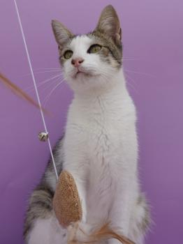 Bild von Duendecillo