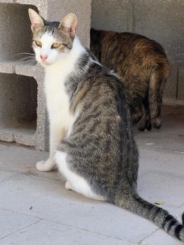 Bild von Duendecillo