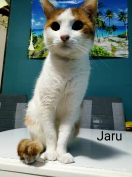 Bild von Jaru