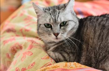 Daira Bild von Daira