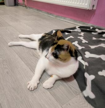 Bild von Arabella