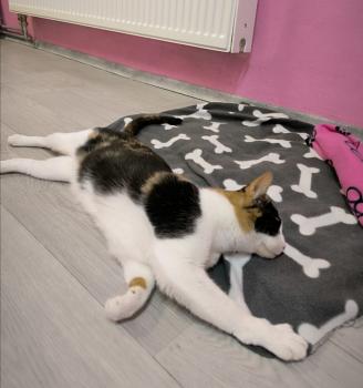 Bild von Arabella