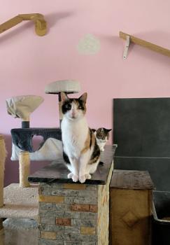 Bild von Arabella