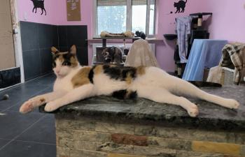 Bild von Arabella