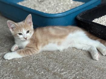 Robin Bild von Robin