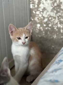 Robin Bild von Robin