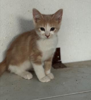 Robin Bild von Robin