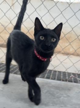 Tostada Bild von Tostada