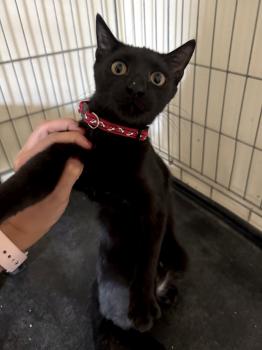 Tostada Bild von Tostada