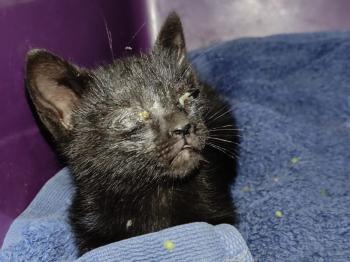 Tostada Bild von Tostada