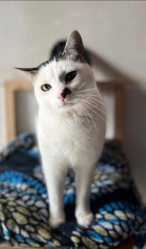 Galea Bild von Galea