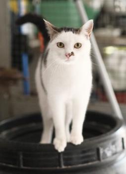 Galea Bild von Galea