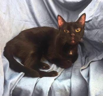 Shani Bild von Shani