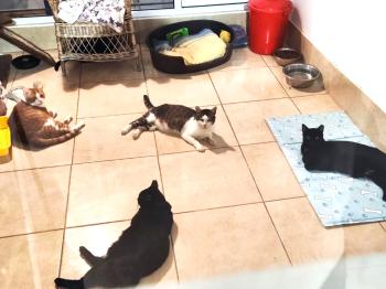 Shani Bild von Shani