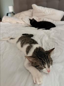 Dover Bild von Dover