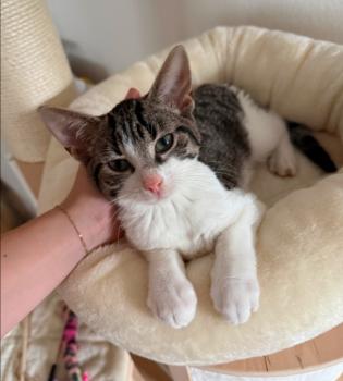 Dover Bild von Dover